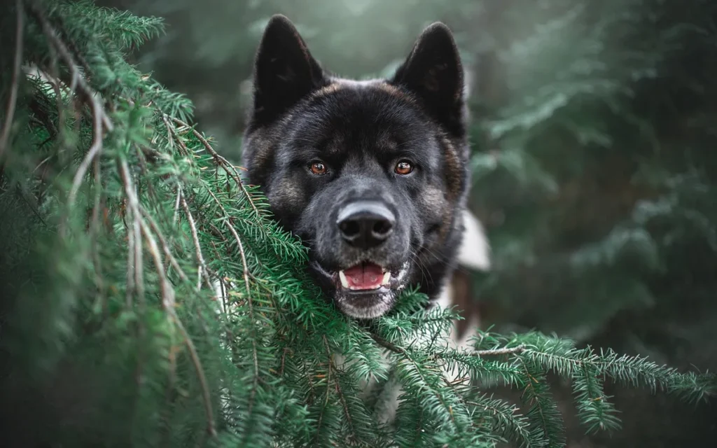 Figura Maryi w Akita - co oznaczają relacje o łzach?