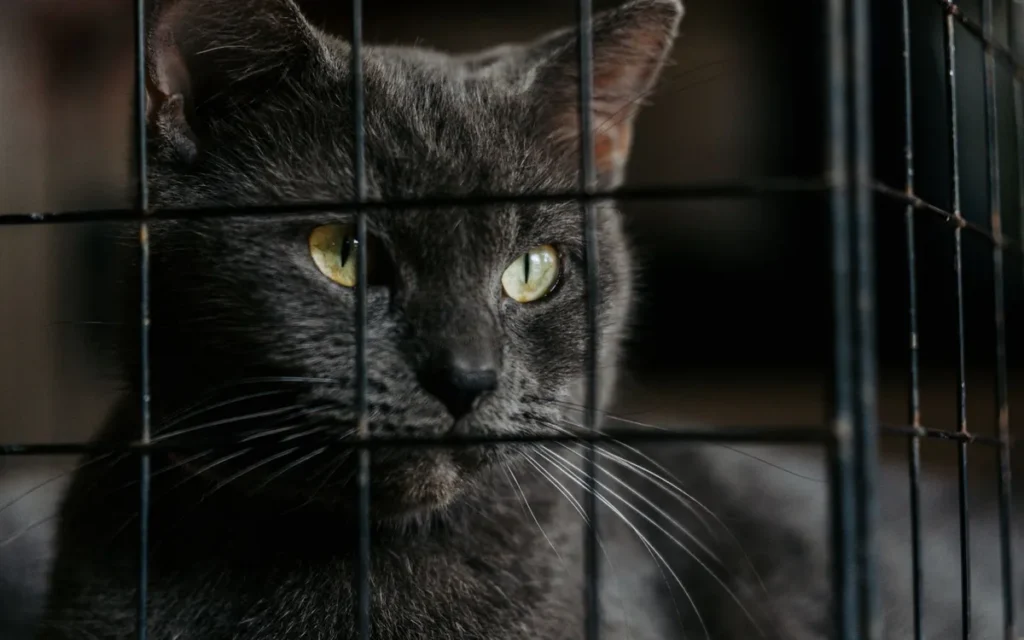 Duchowa adopcja w parafii Kicin - gdzie sprawdzić termin?